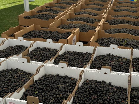 Black Currants Are Ready! Open all week! 7-15-24 through 7-20-24