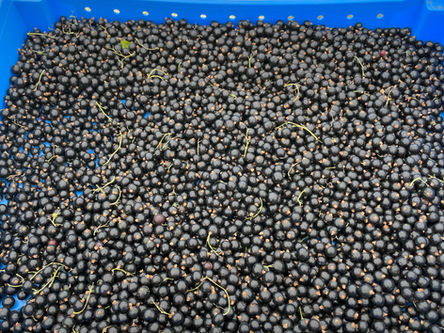Black Currants are READY!!