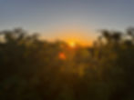 Sunset behind Spring Raspberry Canes taken in 2026 on Pangborn Farms