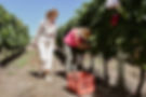 Vendimia en bodegas uruguayas. Recorriendo la ruta del vino con Wine Explorers