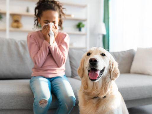 My Dog Makes Me Sneeze