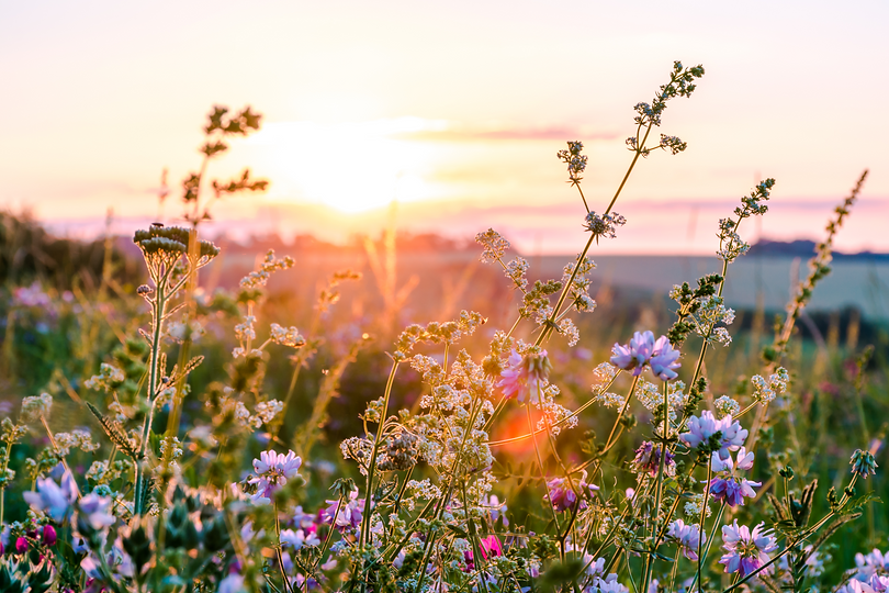 Beautiful%20wildflowers%20on%20a%20green%20meadow_edited.png