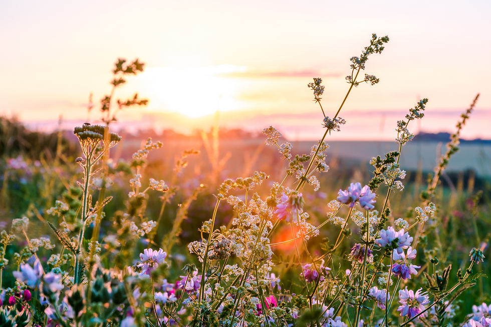 Beautiful%20wildflowers%20on%20a%20green