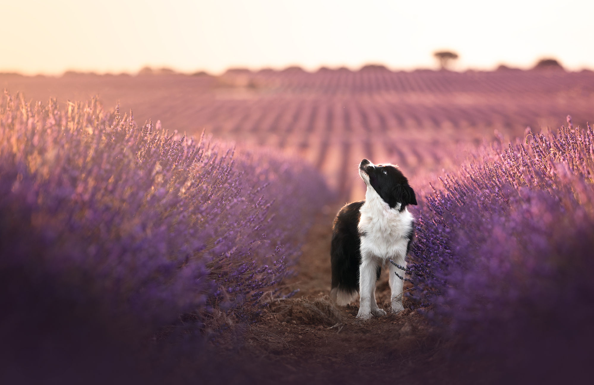 Video Edit Lavanda