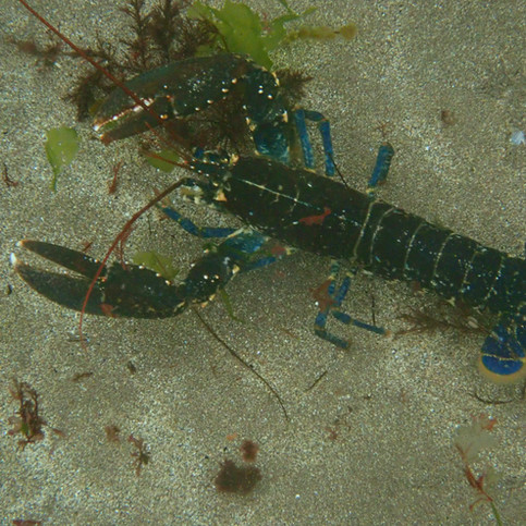 lobster.jpg