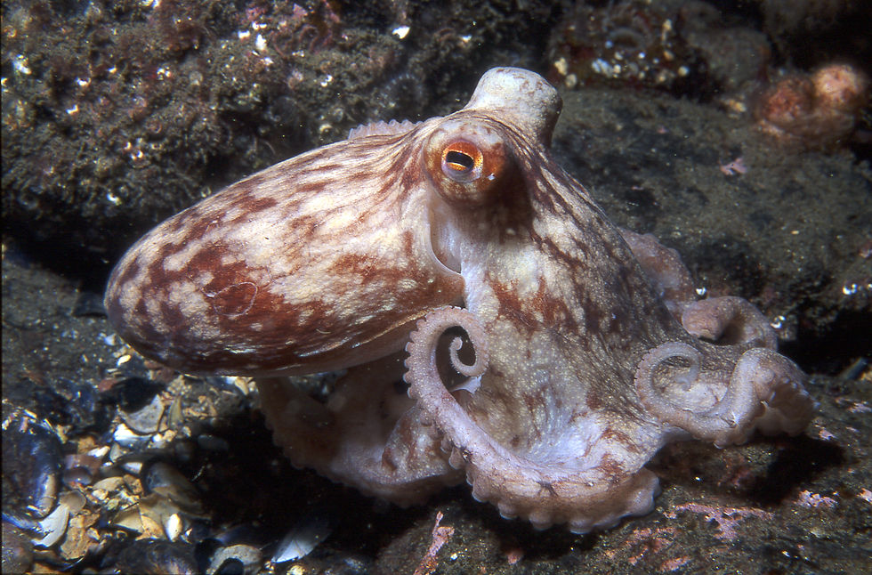 Northern Octopus