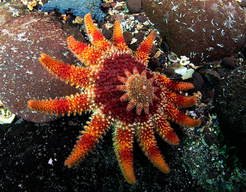 Sun Starfish