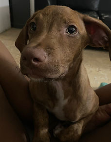 Lo rescatamos una noche en una cajita, aproximadamente tenía entre unos 2 o 3 meses es un perrito juguetón le gustan los paseos, le gusta dar muchos besitos y jugar con otros perritos y niños