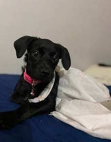 Esta hermosa princesita fue entregada a nostras pero antes de eso ella se escapó y a los cuatro días fue encontrada y volvió muy tímida y no quería que la tocarán mucho pero en sí le hemos dado mucho amor pero aún así sigue tímida le adoptamos a su hermanito juega con el y demás se le ve más activa junto a él son hermosos los dos y se llevan muy bien carinoñosos ante todo y juguetones ella es apegada y pues es muy sutil le gusta los paseitos