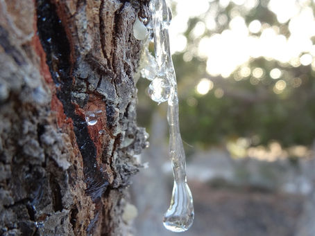 GETAH MASTIC atau DAMAR WANGI