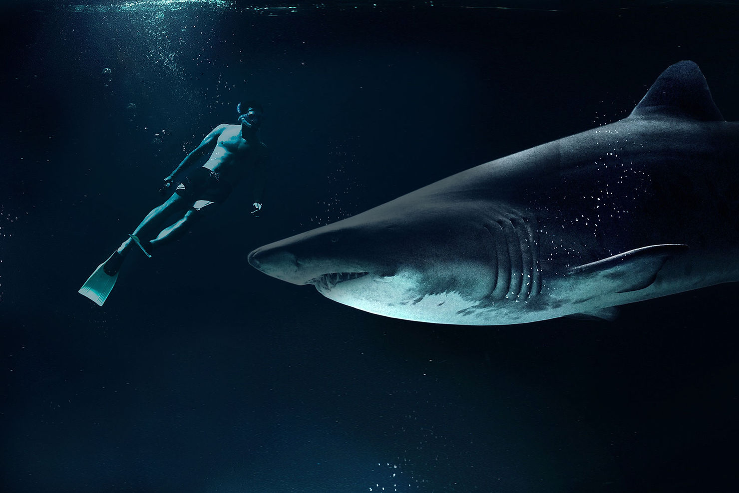 Someone with snorkel fins and a mask a few feet away from what looks like a Great White Shark. Not smart, friend! Get back in the boat!