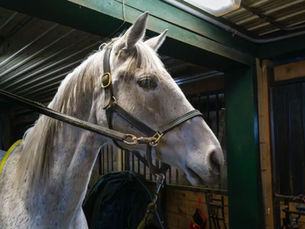 Why Do We Need to Learn to “Just Be” Before Working With Horses?