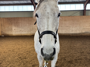 Why Horses Can Help Us Heal