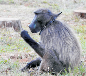 baboon.png