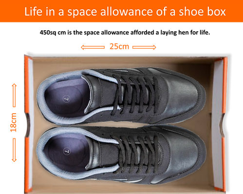 Shoes.png