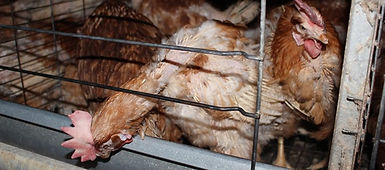 hens cage.jpg