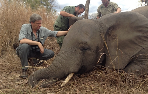 elephant.png