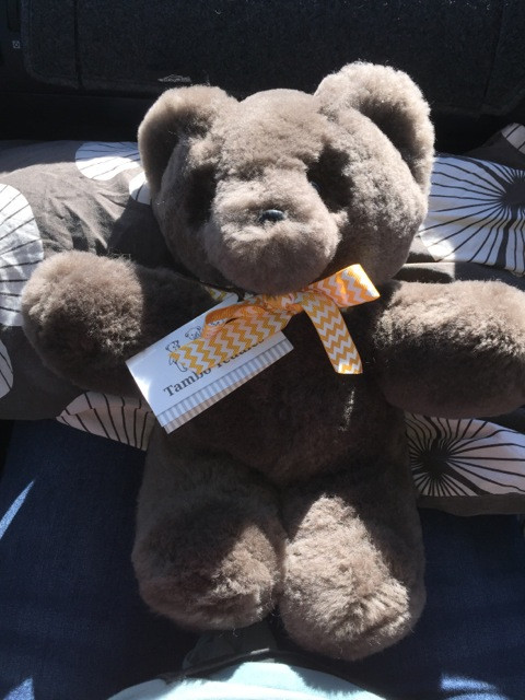 Clauderdale Clancy - our Tambo Teddy.