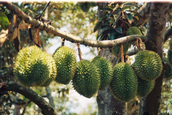 Durian Season in Vietnam