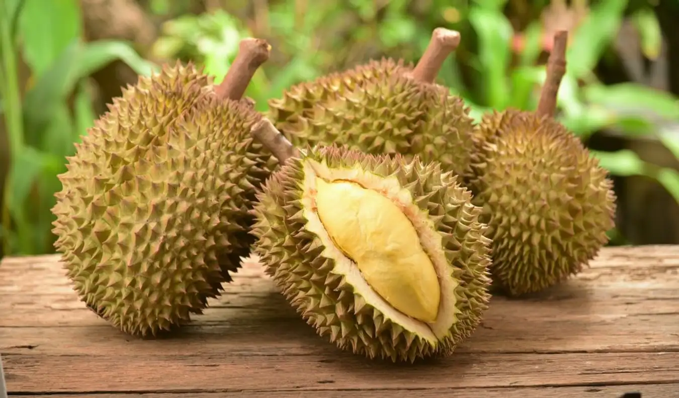 Delicious and Popular Durian Varieties in Vietnam.