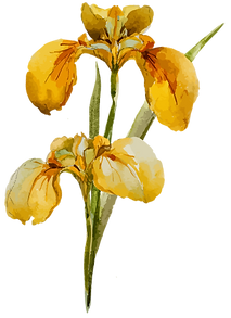 Yellow Flower 2