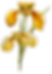 Yellow Flower 2