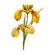 Flor amarela 2