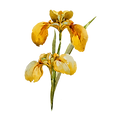 Yellow Iris Flower