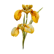 Fleur jaune 2