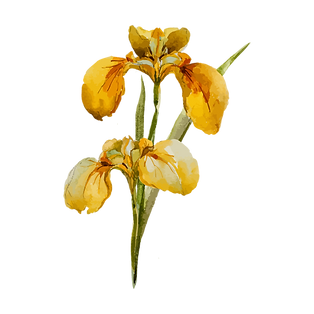 Best Flower tattoos by Baan Khagee Tattoo studio Chiang Mai, Thailand