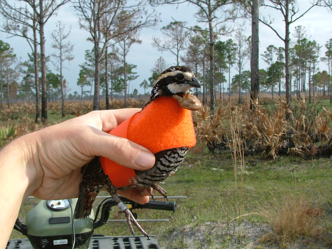 bobwhite-Steve Brinkley.gif