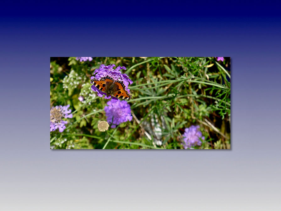 Butterfly in August