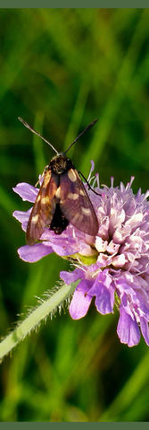 Cinnabar Moth on a Scabious