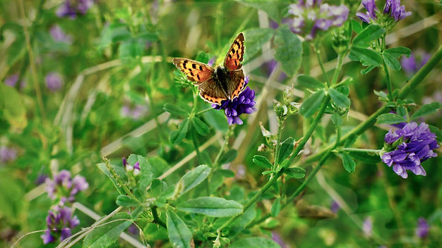 Butterflies of Summer Photograph 4_