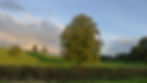 September Tree.