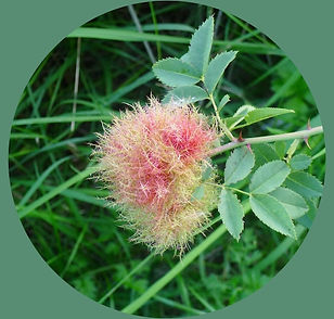 Natures Pom poms.