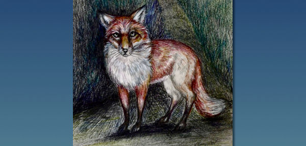 Mr Fox in Blue. Hand drawn & tinted Fox_