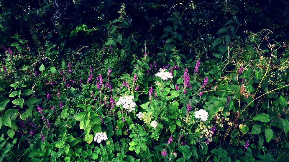 Hedgerow in late June
