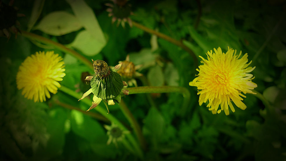 Dandilion in Focus_