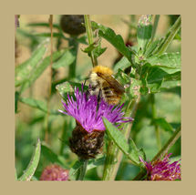 Bee on a thistle.