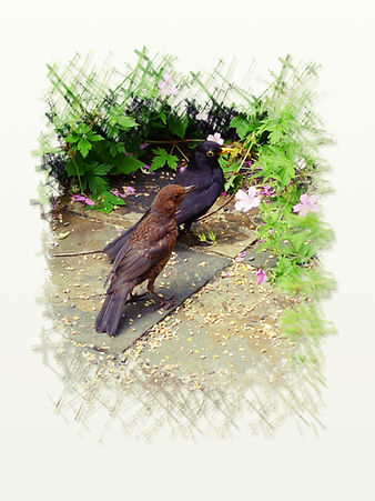 Mr and Mrs Blackbird