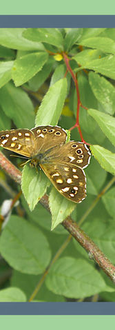 The speckled wood butterfly in May