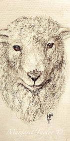 Drawing of Sheep