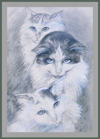 Three cats with blue eyes portrait