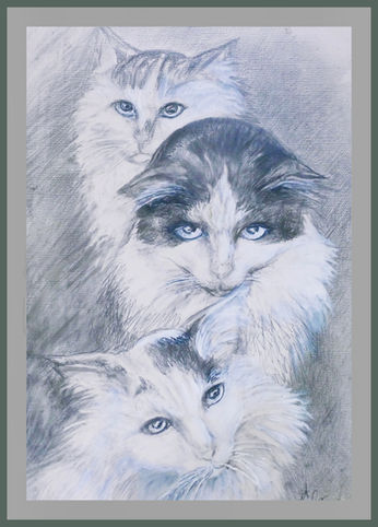 Three cats with blue eyes portrait