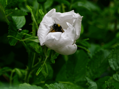 'Now you see me' is the title for a Bee gathering nectar from a white rose.