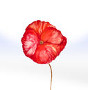 'The Poppy' Watercolour by Margaret Taylor