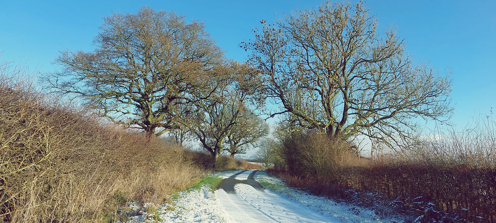 The fox run on January 2026