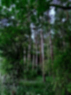 The Woods in July 2020
