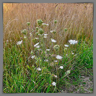 September wild flowers